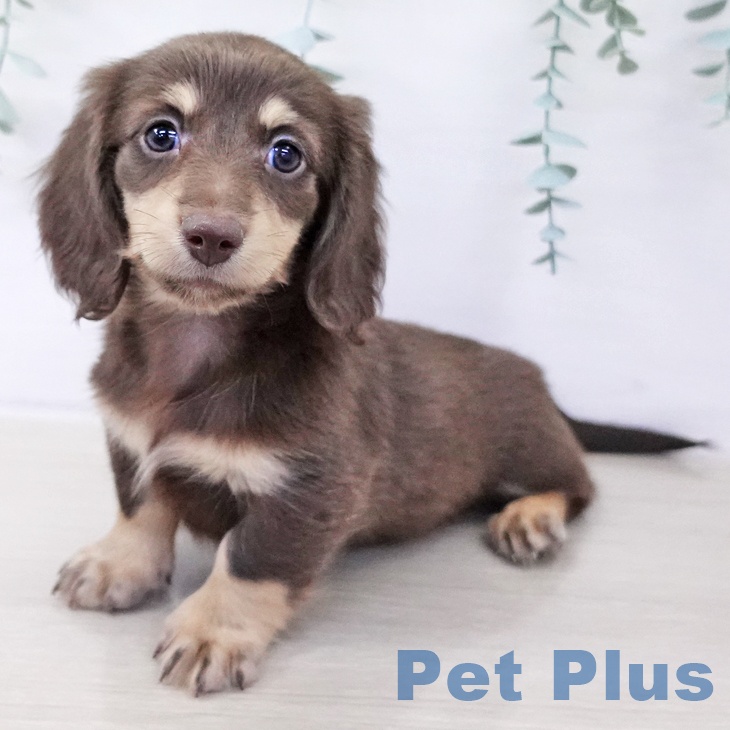 山梨県のミニチュアダックスフンド(ロング) (ペットプラス 甲府昭和店/2025年10月3日生まれ/男の子/チョコレートイエロー)の子犬の2枚目の画像