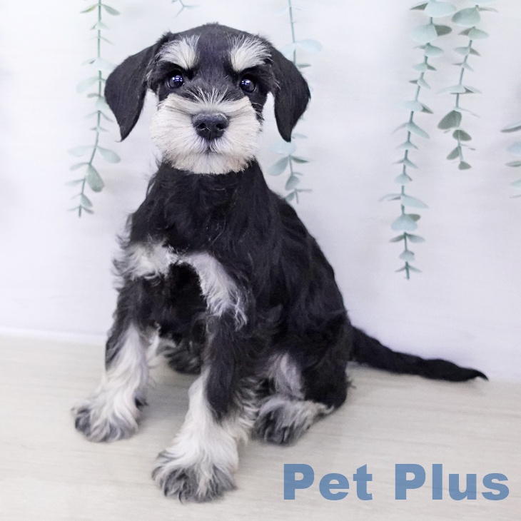 千葉県のミニチュアシュナウザー (ペットプラス コトエ流山おおたかの森店/2025年10月6日生まれ/男の子/ブラックシルバー)の子犬の1枚目の画像