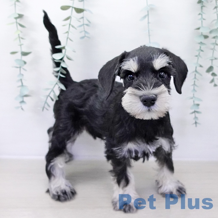 千葉県のミニチュアシュナウザー (ペットプラス コトエ流山おおたかの森店/2025年10月6日生まれ/男の子/ブラックシルバー)の子犬の2枚目の画像