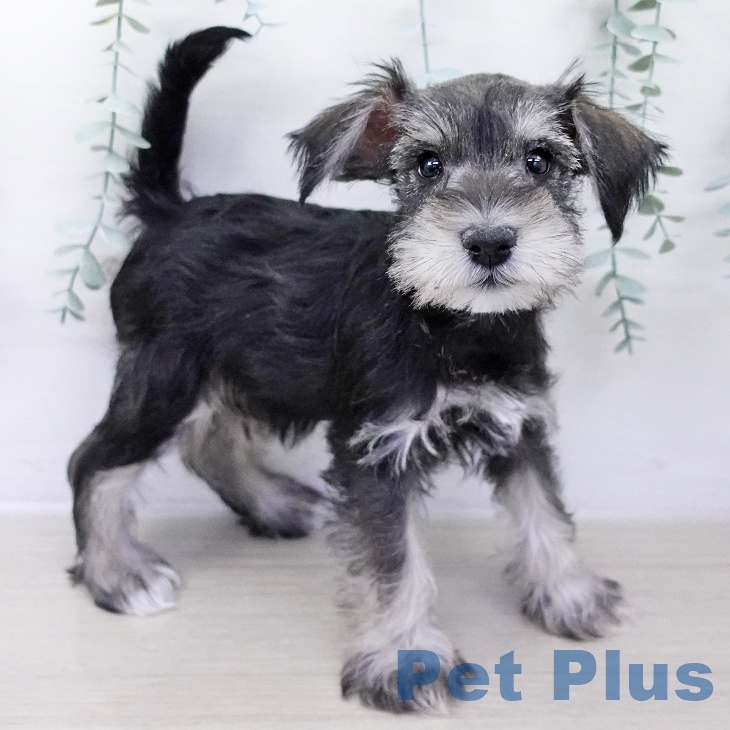 岩手県のミニチュアシュナウザー (ペットプラス 盛岡南店/2025年10月6日生まれ/男の子/ソルトペッパー)の子犬の1枚目の画像