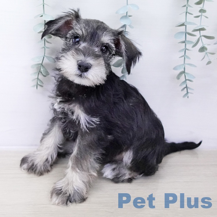 岩手県のミニチュアシュナウザー (ペットプラス 盛岡南店/2025年10月6日生まれ/男の子/ソルトペッパー)の子犬の2枚目の画像