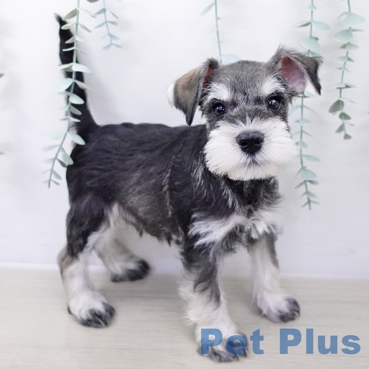 神奈川県のミニチュアシュナウザー (ペットプラス 天王町店/2025年10月6日生まれ/男の子/ソルトペッパー)の子犬の1枚目の画像