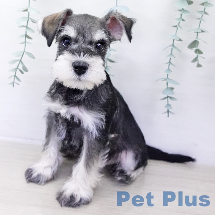 神奈川県のミニチュアシュナウザー (ペットプラス 天王町店/2025年10月6日生まれ/男の子/ソルトペッパー)の子犬の2枚目の画像