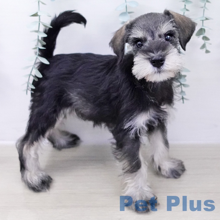 ミニチュア・シュナウザー