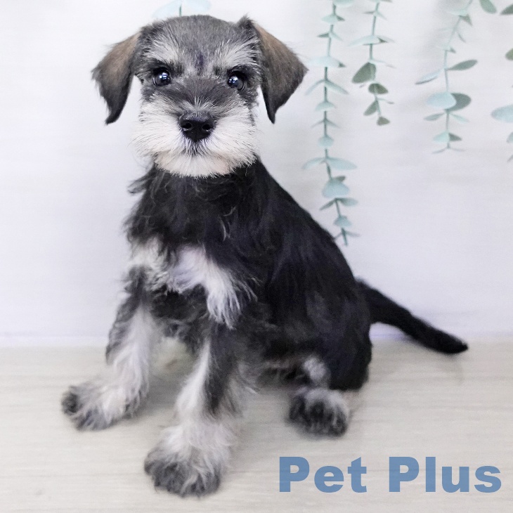 ミニチュア・シュナウザー