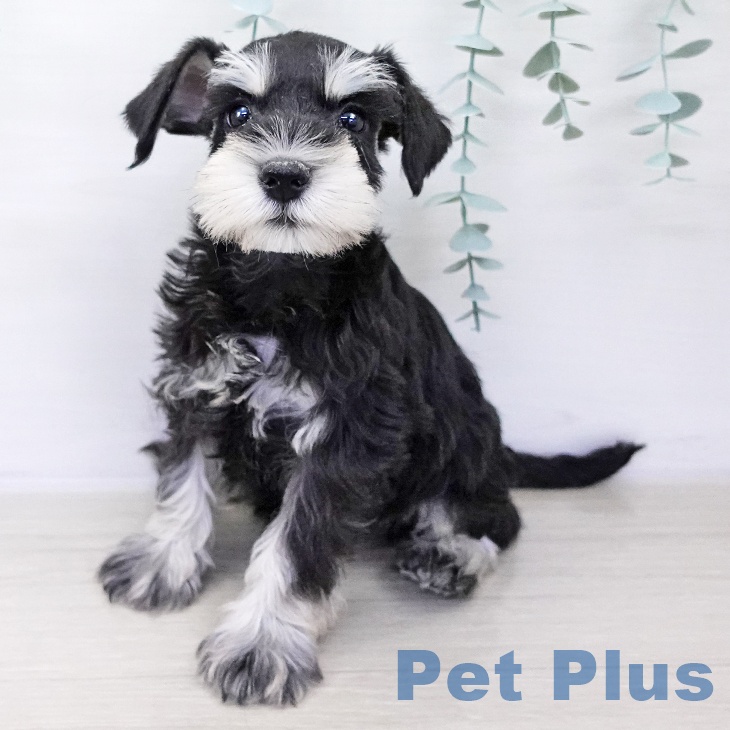 ミニチュア・シュナウザー