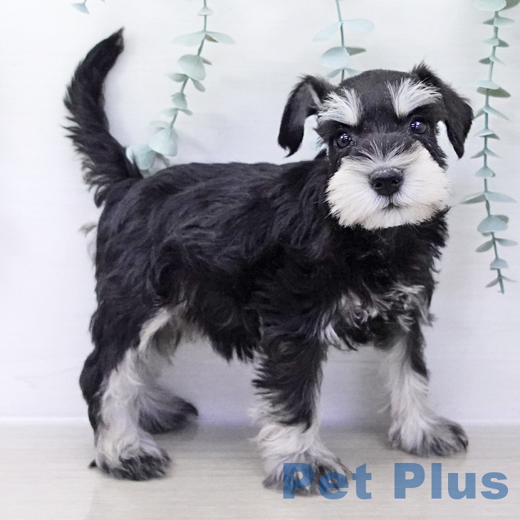 ミニチュア・シュナウザー