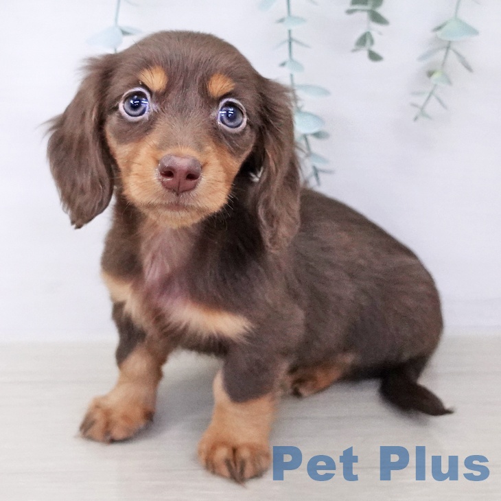 ミニチュア・ダックスフンド