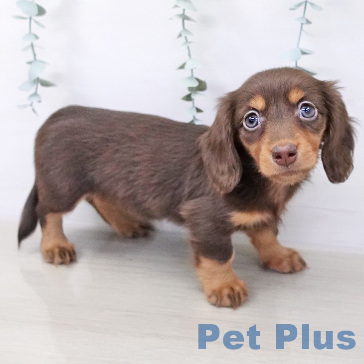 ミニチュア・ダックスフンド