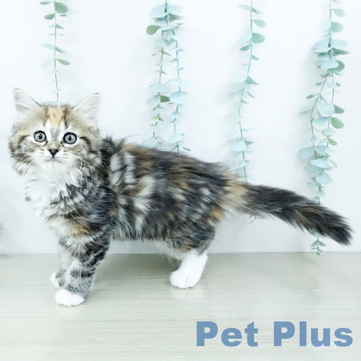 千葉県のミヌエット (ペットプラス コトエ流山おおたかの森店/2025年9月22日生まれ/女の子/ブラウンパッチドタビーホワイト)の子猫の2枚目の画像