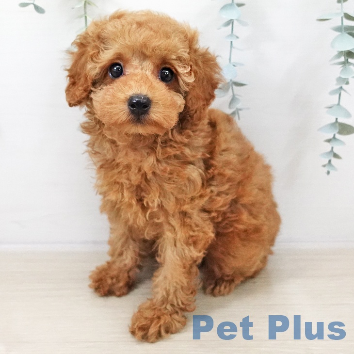 埼玉県のトイプードル(トイ) (ペットプラス ピオニウォーク東松山店/2025年10月5日生まれ/男の子/レッド)の子犬の1枚目の画像