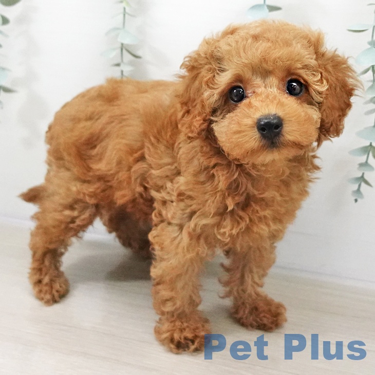 埼玉県のトイプードル(トイ) (ペットプラス ピオニウォーク東松山店/2025年10月5日生まれ/男の子/レッド)の子犬の2枚目の画像