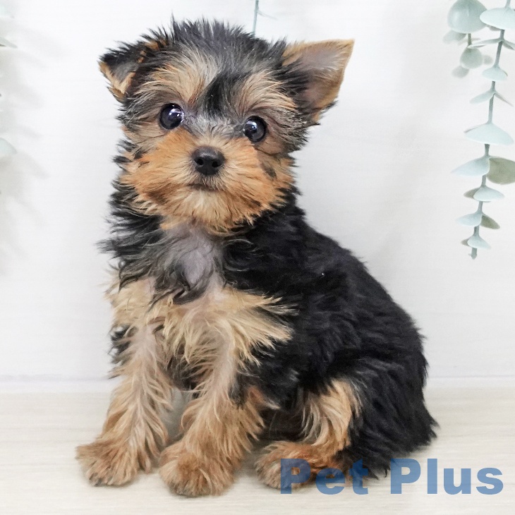 埼玉県のヨークシャーテリア (ペッツワン 吉川美南店/2025年10月4日生まれ/女の子/スチールブルータン)の子犬の1枚目の画像