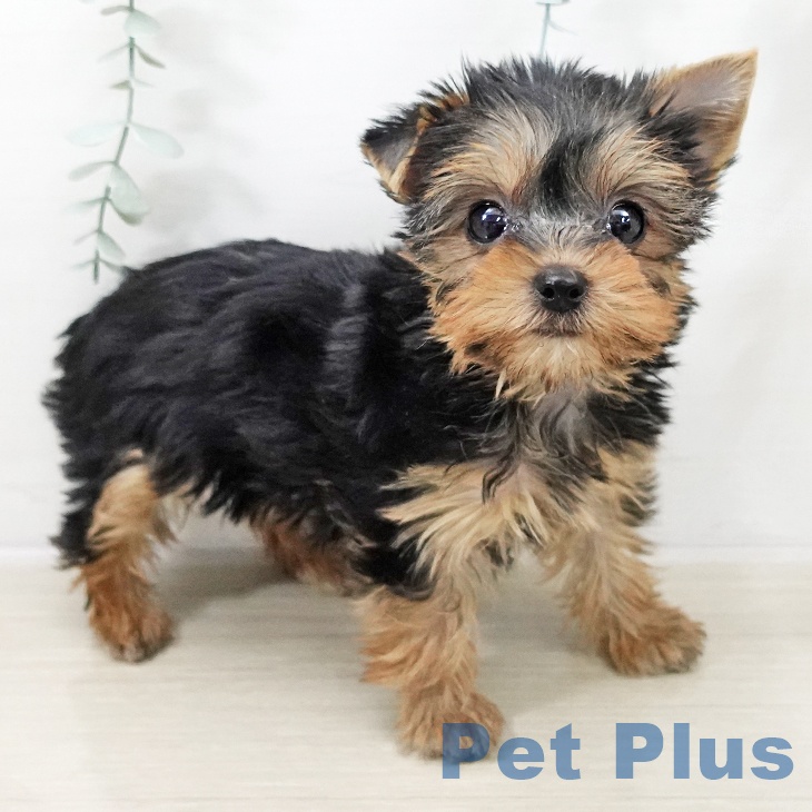 埼玉県のヨークシャーテリア (ペッツワン 吉川美南店/2025年10月4日生まれ/女の子/スチールブルータン)の子犬の2枚目の画像