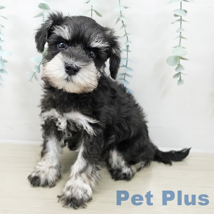 埼玉県のミニチュアシュナウザー (ペットプラス 浦和美園店/2025年9月29日生まれ/男の子/ブラックシルバー)の子犬の1枚目の画像