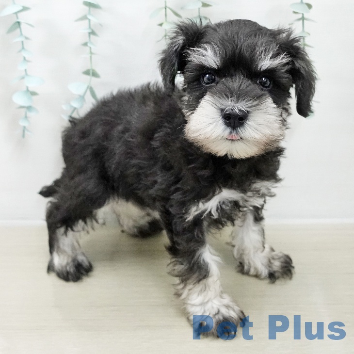 埼玉県のミニチュアシュナウザー (ペットプラス 浦和美園店/2025年9月29日生まれ/男の子/ブラックシルバー)の子犬の2枚目の画像