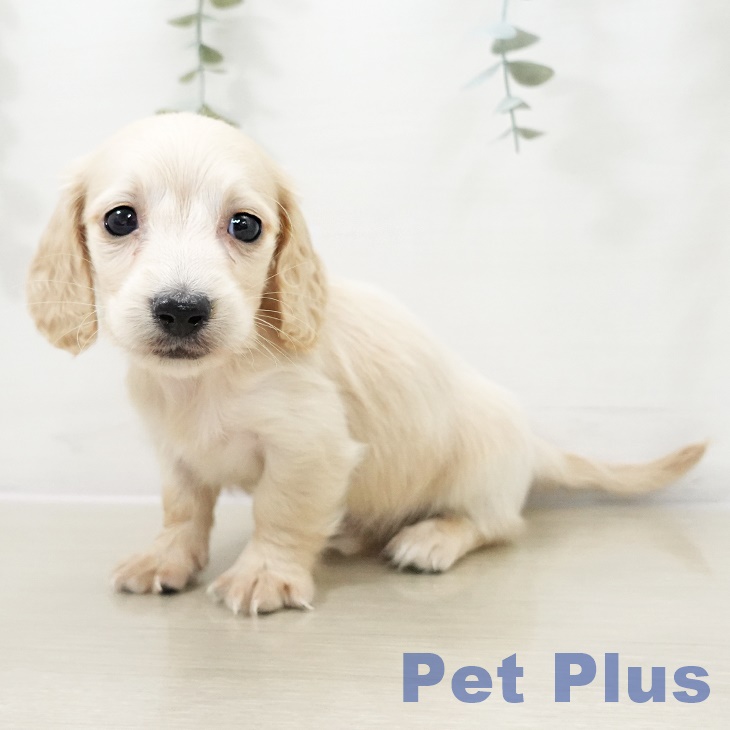 千葉県のミニチュアダックスフンド(ロング) (ペットプラス 幕張新都心店/2025年10月6日生まれ/男の子/イエロー)の子犬