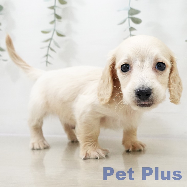 千葉県のミニチュアダックスフンド(ロング) (ペットプラス 幕張新都心店/2025年10月6日生まれ/男の子/イエロー)の子犬の2枚目の画像