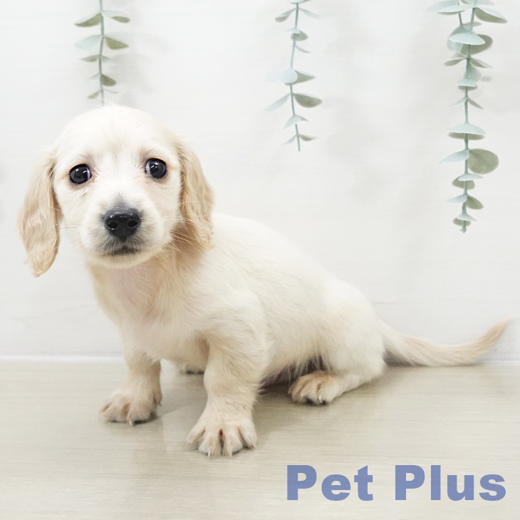 ミニチュア・ダックスフンド