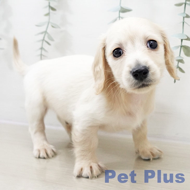 ミニチュア・ダックスフンド