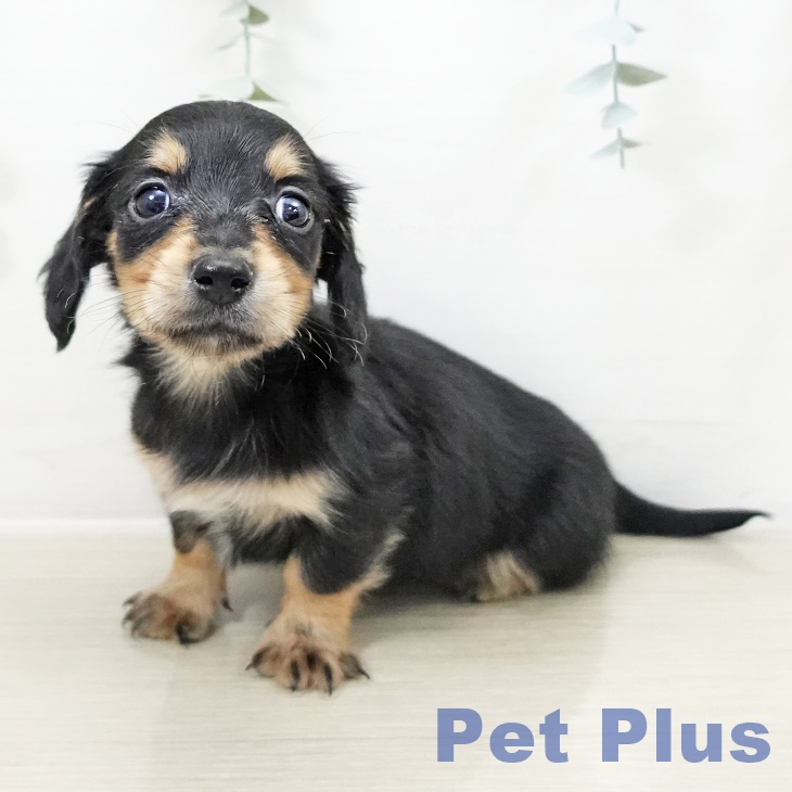 宮城県のミニチュアダックスフンド(ロング) (ペットプラス 名取店/2025年10月6日生まれ/男の子/ブラックタン)の子犬の1枚目の画像