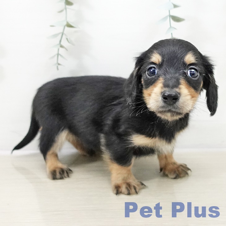 宮城県のミニチュアダックスフンド(ロング) (ペットプラス 名取店/2025年10月6日生まれ/男の子/ブラックタン)の子犬の2枚目の画像