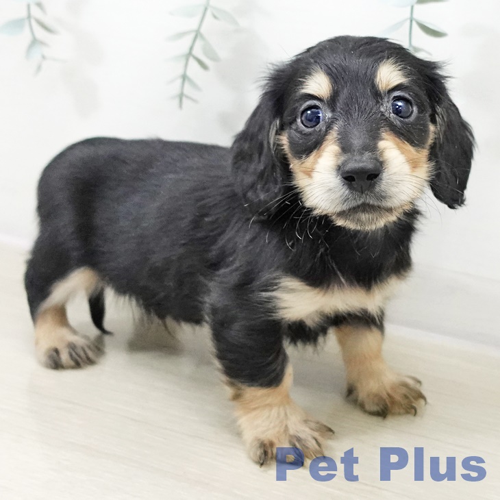 山梨県のミニチュアダックスフンド(ロング) (ペットプラス 甲府昭和店/2025年10月6日生まれ/男の子/ブラックタン)の子犬の1枚目の画像