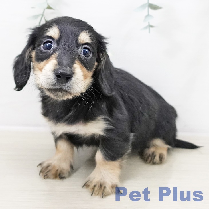 山梨県のミニチュアダックスフンド(ロング) (ペットプラス 甲府昭和店/2025年10月6日生まれ/男の子/ブラックタン)の子犬の2枚目の画像