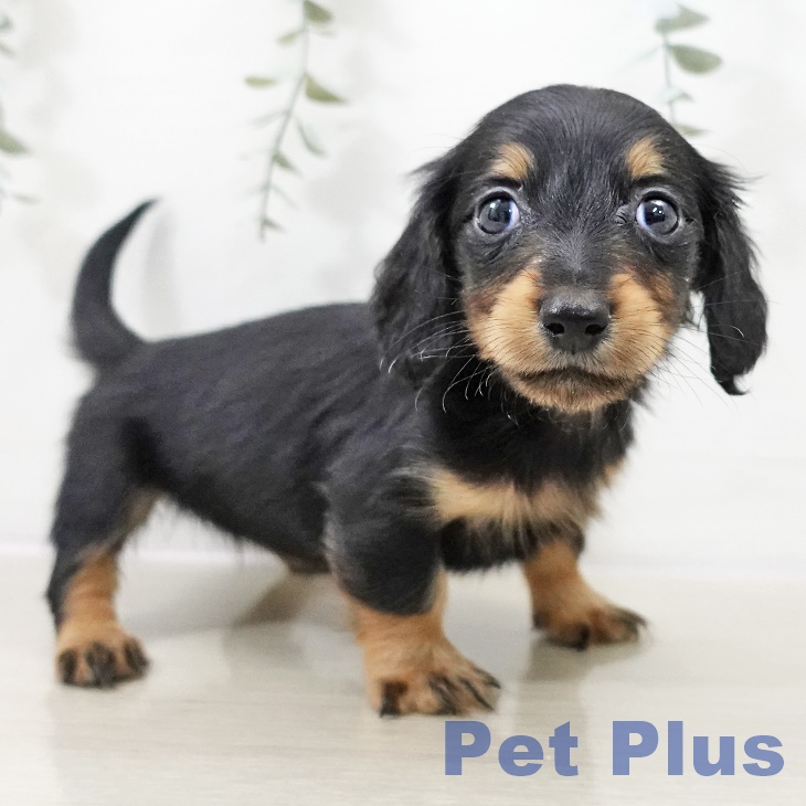 東京都のミニチュアダックスフンド(ロング) (ペットプラス 日の出店/2025年10月6日生まれ/女の子/ブラックタン)の子犬の1枚目の画像