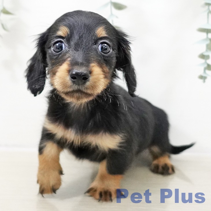 東京都のミニチュアダックスフンド(ロング) (ペットプラス 日の出店/2025年10月6日生まれ/女の子/ブラックタン)の子犬の2枚目の画像