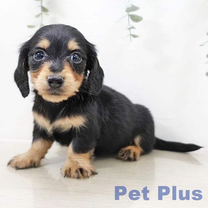 長野県のミニチュアダックスフンド(ロング) (ペットプラス 松本店/2025年10月9日生まれ/男の子/ブラックタン)の子犬の1枚目の画像