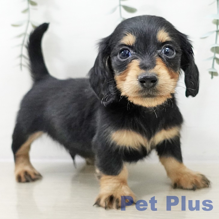 長野県のミニチュアダックスフンド(ロング) (ペットプラス 松本店/2025年10月9日生まれ/男の子/ブラックタン)の子犬の2枚目の画像