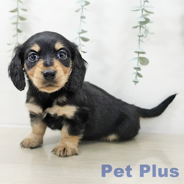 埼玉県のミニチュアダックスフンド(ロング) (ペットプラス 羽生店/2025年10月9日生まれ/男の子/ブラックタン)の子犬の1枚目の画像