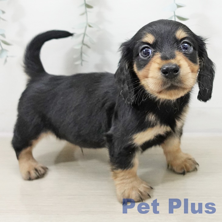 埼玉県のミニチュアダックスフンド(ロング) (ペットプラス 羽生店/2025年10月9日生まれ/男の子/ブラックタン)の子犬の2枚目の画像