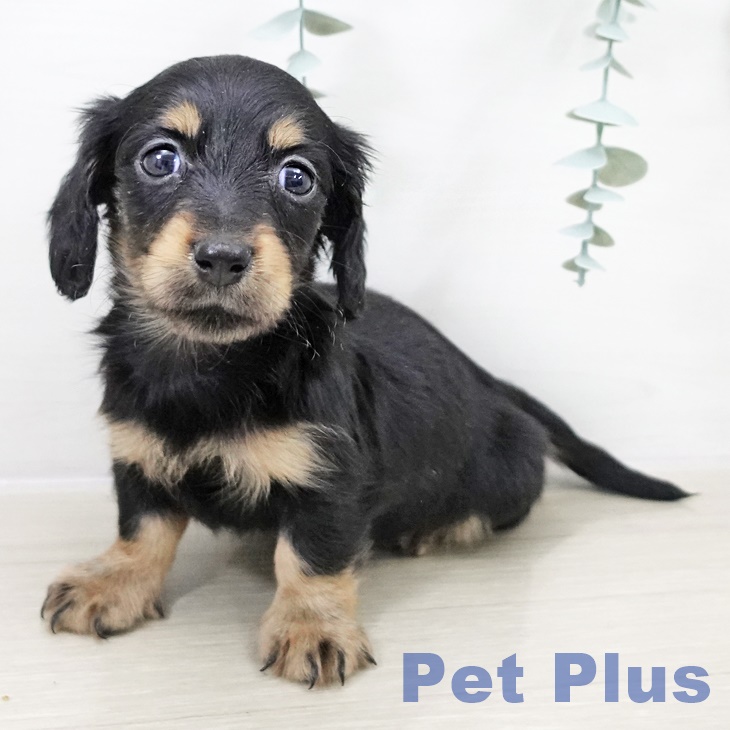 千葉県のミニチュアダックスフンド(ロング) (ペットプラス 船橋店/2025年10月9日生まれ/女の子/ブラックタン)の子犬の1枚目の画像