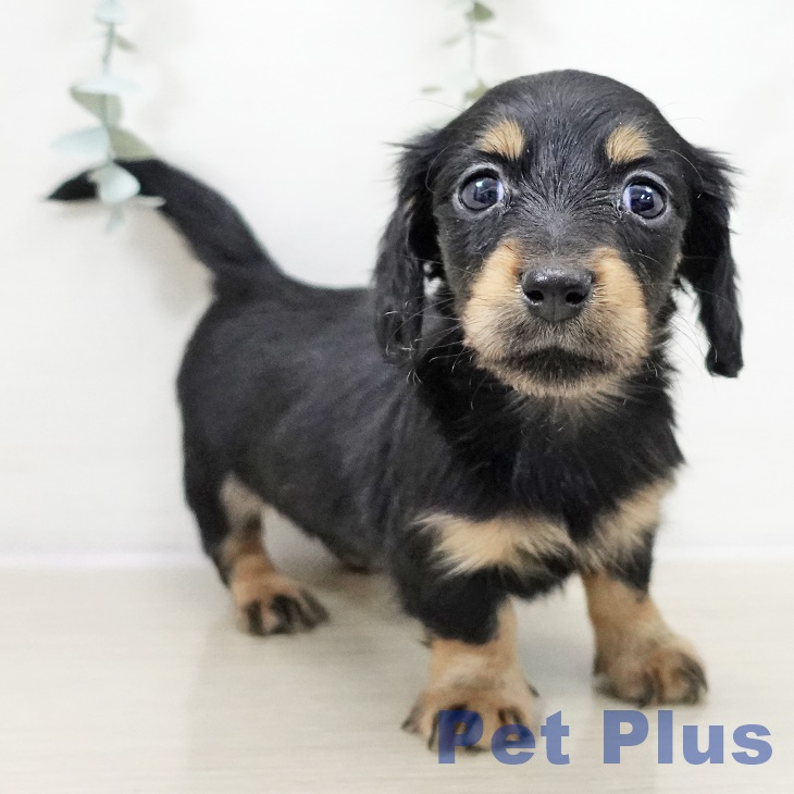 千葉県のミニチュアダックスフンド(ロング) (ペットプラス 船橋店/2025年10月9日生まれ/女の子/ブラックタン)の子犬の2枚目の画像