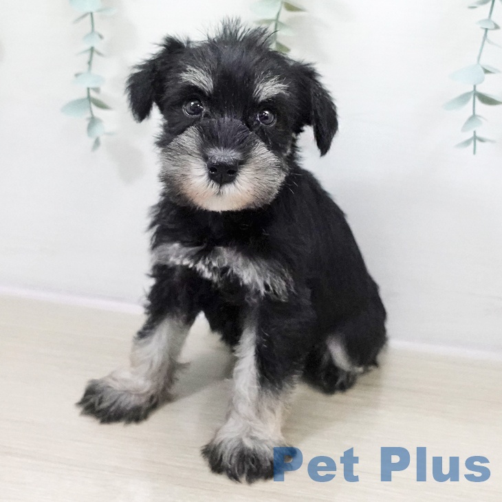 ミニチュア・シュナウザー