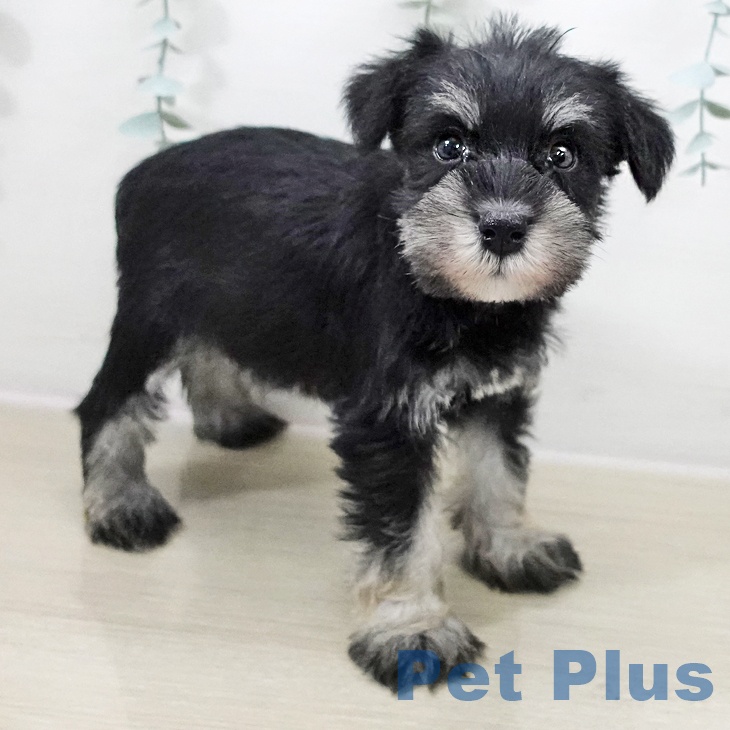 ミニチュア・シュナウザー