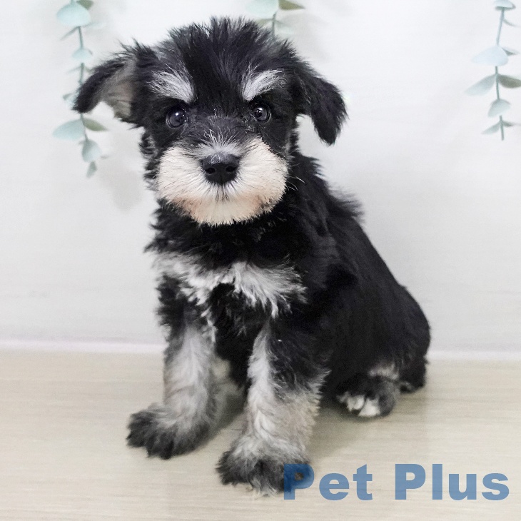 ミニチュア・シュナウザー