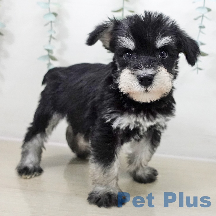 ミニチュア・シュナウザーの写真2