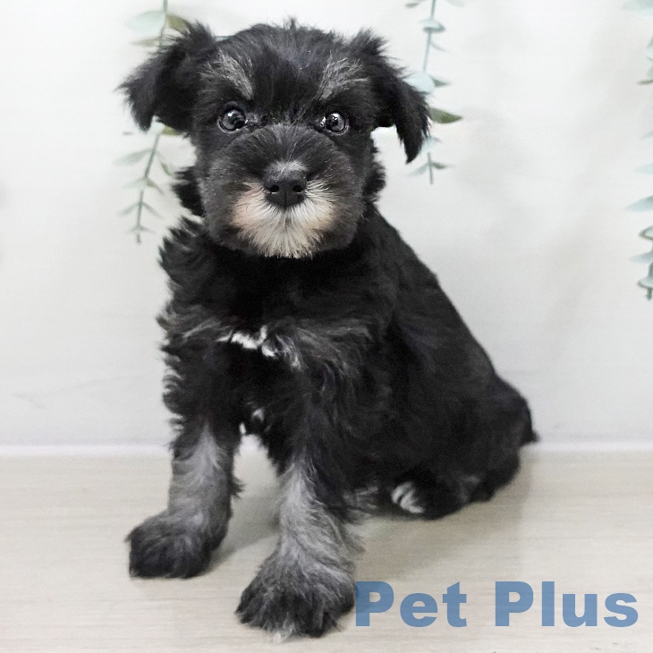 ミニチュア・シュナウザー