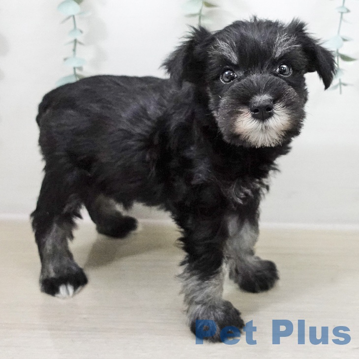 ミニチュア・シュナウザーの写真2