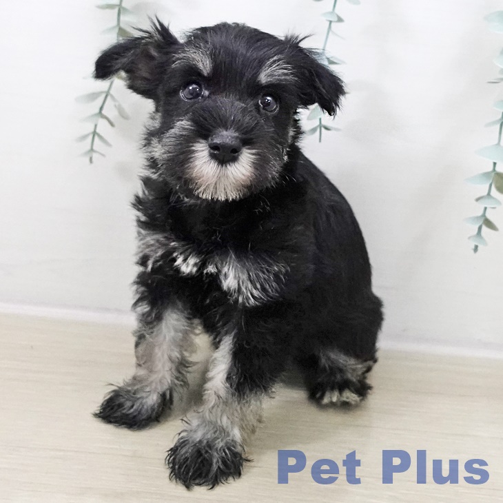 ミニチュア・シュナウザー