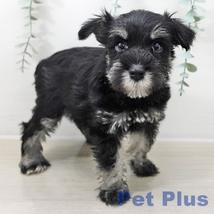 ミニチュア・シュナウザー