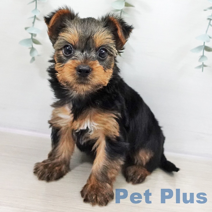 ヨークシャー・テリア