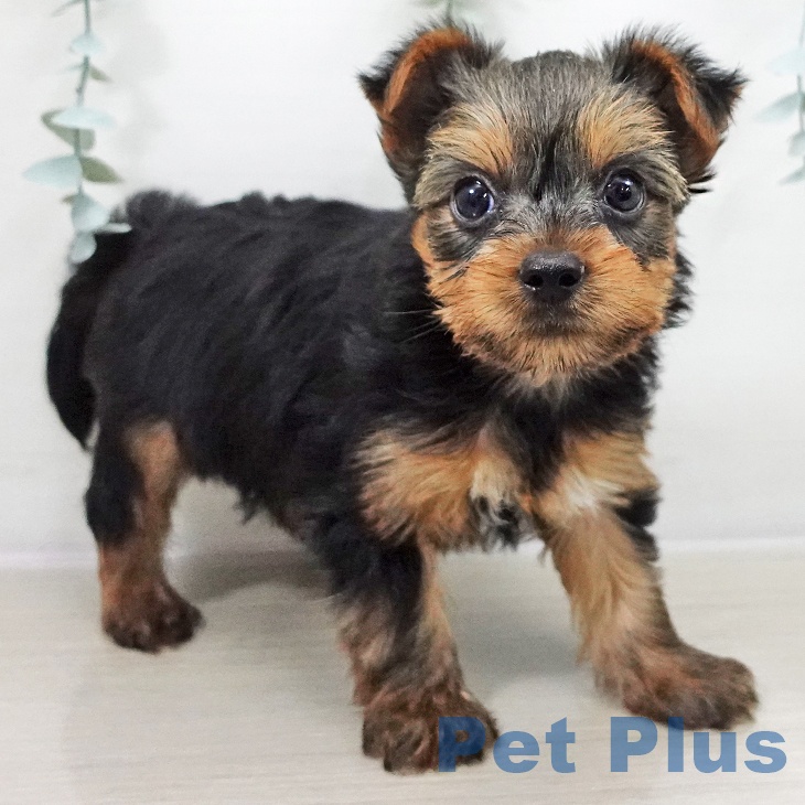 ヨークシャー・テリア