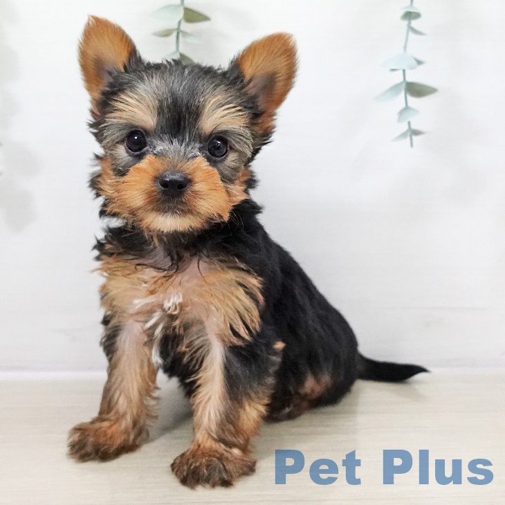 ヨークシャー・テリア