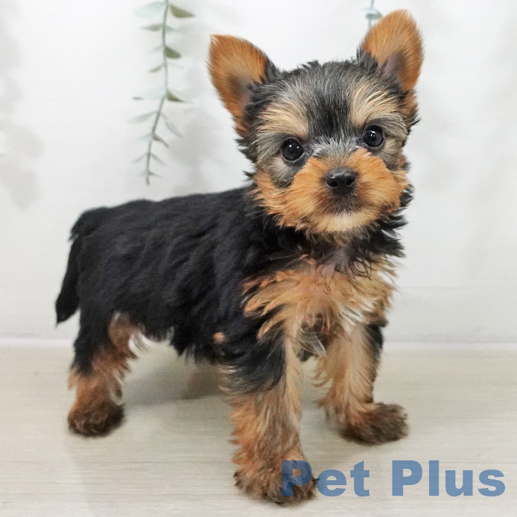 ヨークシャー・テリア