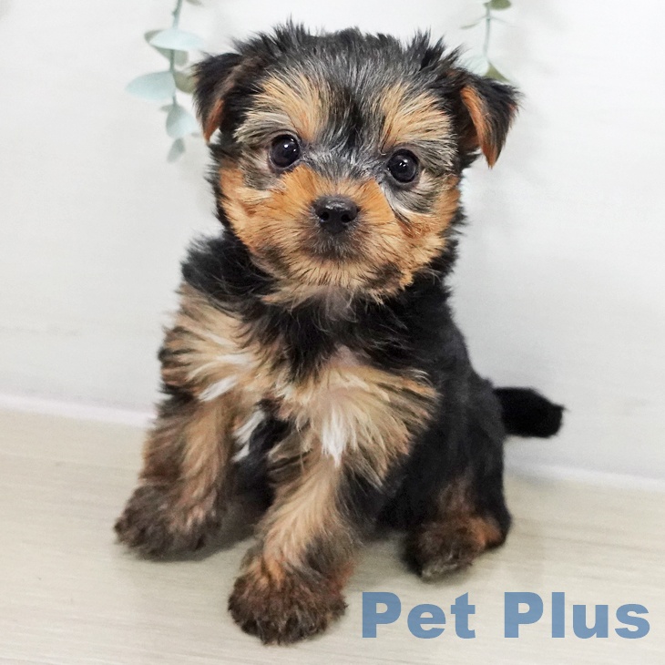 ヨークシャー・テリア