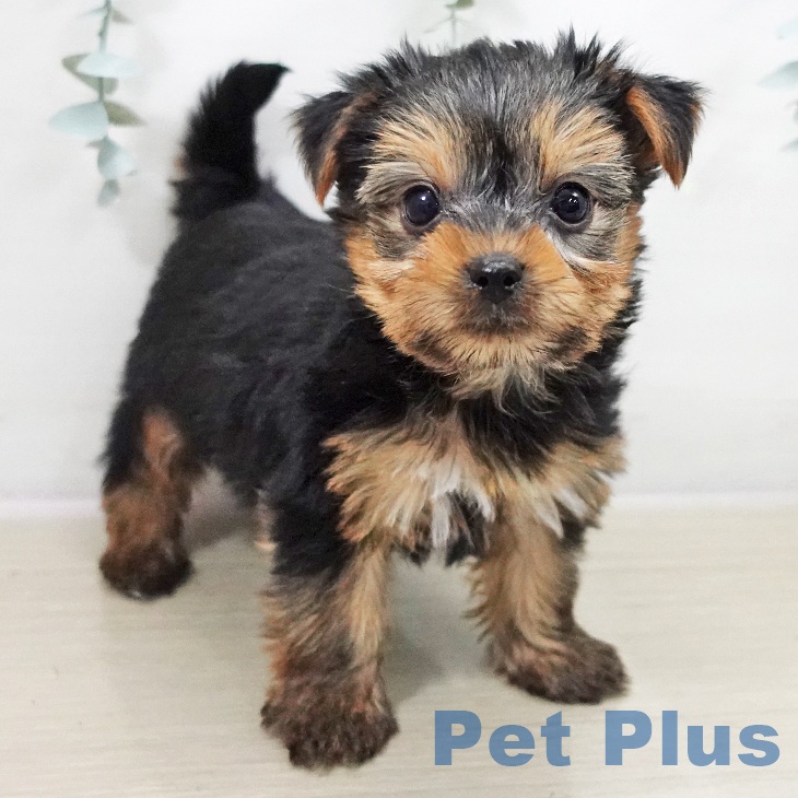 ヨークシャー・テリアの写真2